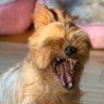 Profilbild von つおし