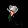 Divine Persephone's profile picture
