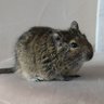 通りすがりのおっちゃん profil fotoğrafı