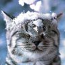 Первый снег ❄️ 的头像