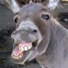 BigDonk's profile picture