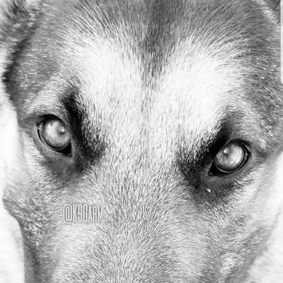 K9Garm's profile picture