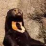john the scared sunbear profil fotoğrafı