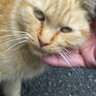 元・のら猫 的头像