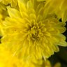 Фото профиля kentucky yaya