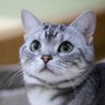 Фото профиля チャッピー