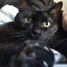 Profilbild von Yasuhiro Neko 3