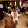 Profilbild von thegoodgoat