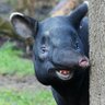 Фото профиля Vigilant Tapir