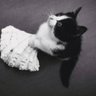 DeeGee 🐈 的头像