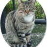 Фото профиля ねこじゃねこじゃ