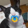 Profilbild von 福永陽子😸