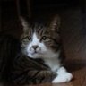 Фото профиля わっきー🐱