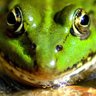 Censored Frog 🐸gab.com 的头像