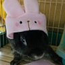 まめうさ's profile picture