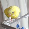 アブドゥル 的头像