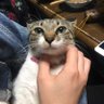 デコポン profil fotoğrafı