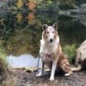 All Things Collie's profile picture