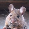fareyavrusu's profile picture
