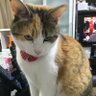 ねこ 的头像