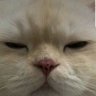 แล้วชั้นไม่ใช่ลูกป๊าหรอ's profile picture