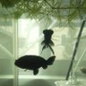 ユキの生き物　飼育日記's profile picture