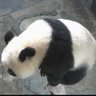 やっぱり、シャン好き!🍎🐼 的头像