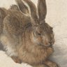 Hase Dubleibsthier 的头像