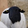 Whistling Wind Ranch's profile picture
