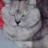 飼われたくない飼い猫 profil fotoğrafı