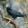 Corvus corax ホタル 的头像