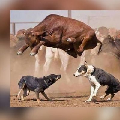 Shalashaska🇿🇦's profile picture