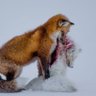infausto's profile picture