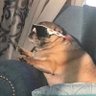 Beau's profile picture