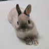たっつぁん🐰 的头像