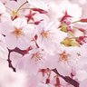 Profilbild von さくら蕾🌸Cherry Blossoms