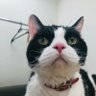 まつぼー profil fotoğrafı