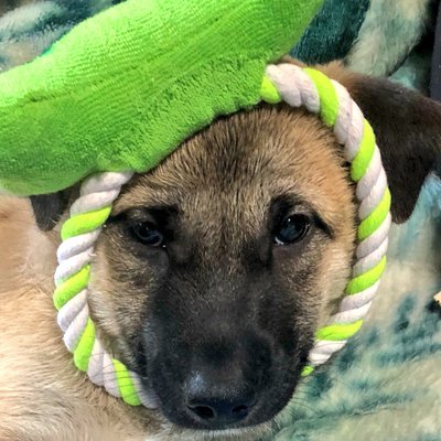 雑種のつぶくん's profile picture