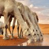 أبو معاذ 的头像