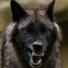 Wolf Research and analytics's profile picture