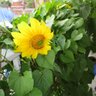 Фото профиля Daisy E. Birch