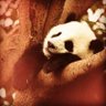 Profilbild von mutsuzpanda