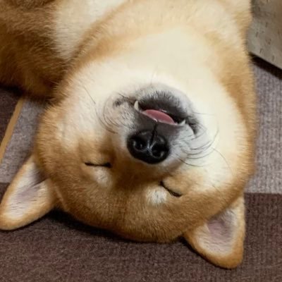 kotaro_chang's profile picture