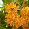 Фото профиля のんこまま