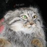 Regular Manul 的头像