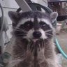 The_RaccoonAUT profil fotoğrafı