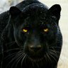 News PantheR 🇺🇸 profil fotoğrafı