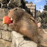 ぶぎょう@ profil fotoğrafı