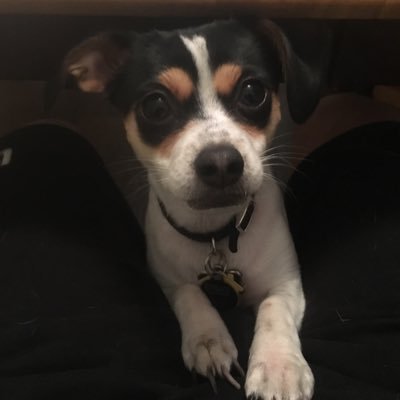 redapples's profile picture