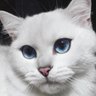 SMChis's profile picture